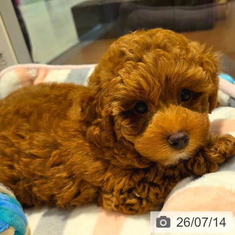 神奈川県のトイプードル(トイ) (ペットプラス ビアレ横浜店/2026年5月7日生まれ/男の子/レッド)の子犬の3枚目の画像