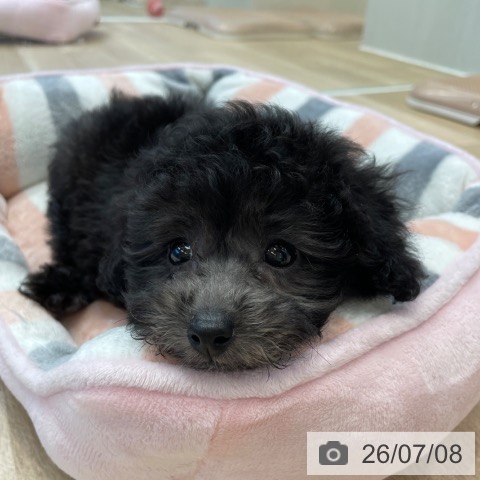 神奈川県のトイプードル(トイ) (ペットプラス テラスモール湘南店/2026年5月4日生まれ/女の子/シルバー)の子犬の3枚目の画像