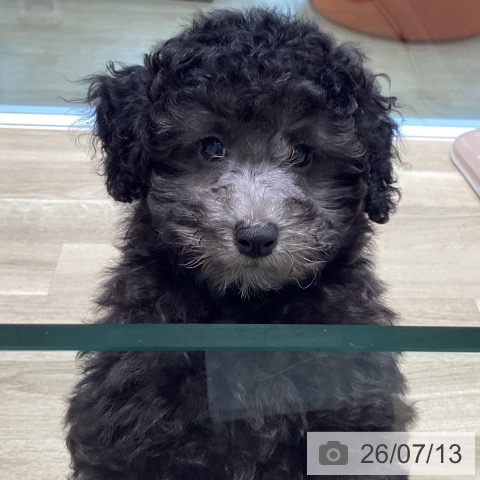 宮城県のトイプードル(トイ) (ペットプラス 仙台泉大沢店/2026年5月7日生まれ/男の子/シルバー)の子犬の3枚目の画像