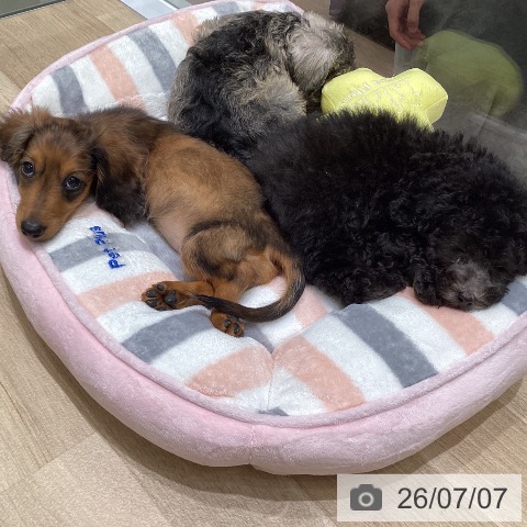 東京都のトイプードル(トイ) (ペットプラス 立川高島屋S.C.店/2026年5月7日生まれ/男の子/シルバー)の子犬の4枚目の画像