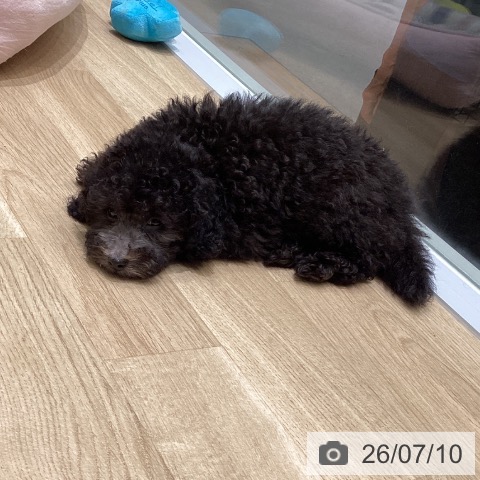 東京都のトイプードル(トイ) (ペットプラス 立川高島屋S.C.店/2026年5月7日生まれ/男の子/シルバー)の子犬の4枚目の画像