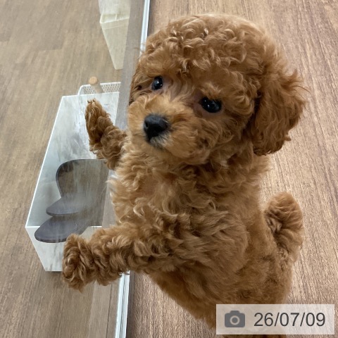 宮城県のトイプードル(トイ) (ペットプラス 仙台泉大沢店/2026年5月6日生まれ/男の子/アプリコット)の子犬の4枚目の画像