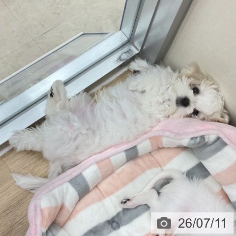 マルチーズの写真