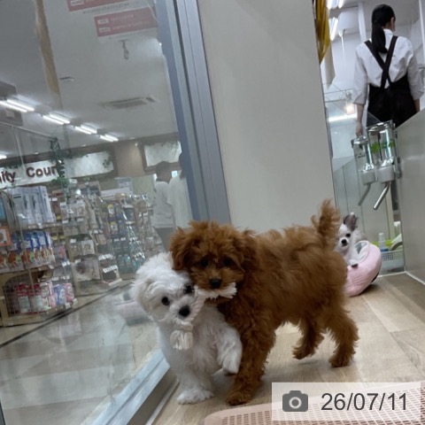マルチーズの写真