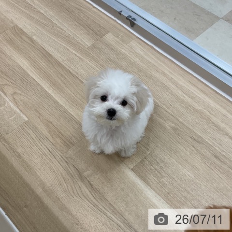 マルチーズの写真