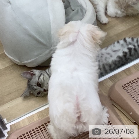 マルチーズの写真