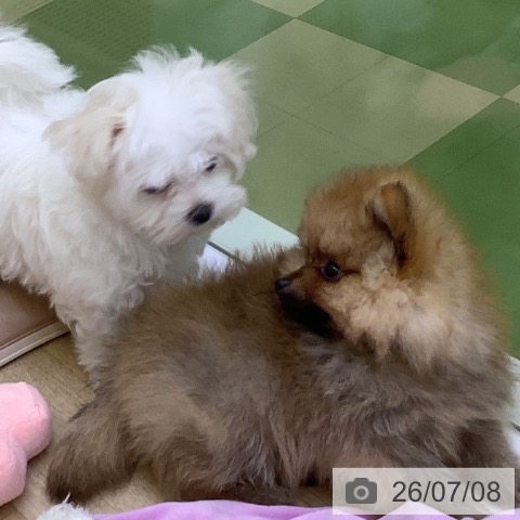 マルチーズの写真