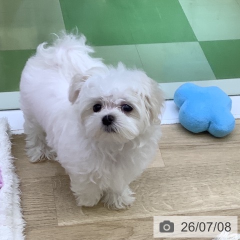マルチーズの写真