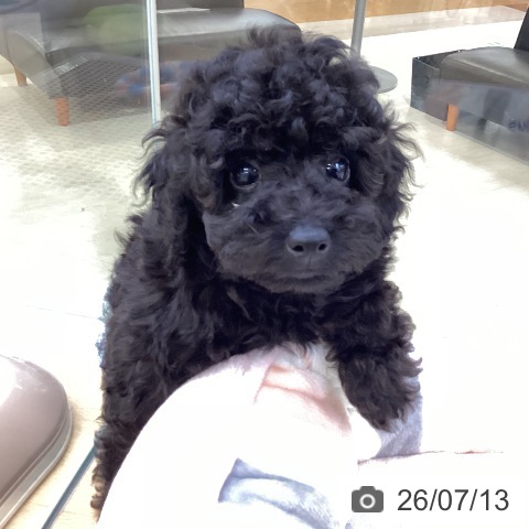埼玉県のトイプードル(トイ) (ペットプラス 羽生店/2026年5月8日生まれ/男の子/ブラック)の子犬の3枚目の画像
