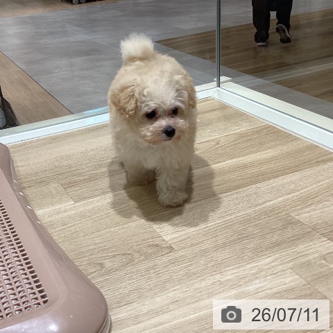 宮城県のトイプードル(トイ) (ペットプラス 仙台上杉店/2026年5月8日生まれ/男の子/クリーム)の子犬の3枚目の画像