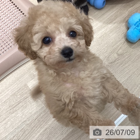 宮城県のトイプードル(トイ) (ペットプラス 仙台泉大沢店/2026年5月8日生まれ/女の子/アプリコット)の子犬の3枚目の画像