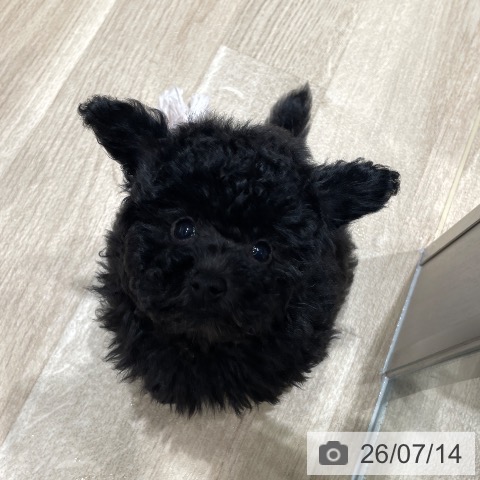 埼玉県のトイプードル(トイ) (ペットプラス ららぽーと富士見店/2026年5月8日生まれ/男の子/ブラック)の子犬の4枚目の画像