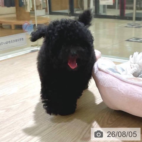 東京都のトイプードル(トイ) (ペットプラス 板橋店/2026年5月8日生まれ/男の子/ブラック)の子犬の4枚目の画像