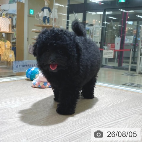 東京都のトイプードル(トイ) (ペットプラス 板橋店/2026年5月8日生まれ/男の子/ブラック)の子犬の3枚目の画像