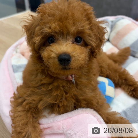 神奈川県のトイプードル(トイ) (ペットプラス 武蔵小杉店/2026年5月8日生まれ/男の子/レッド)の子犬の4枚目の画像