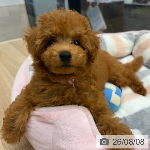 神奈川県のトイプードル(トイ) (ペットプラス 武蔵小杉店/2026年5月8日生まれ/男の子/レッド)の子犬の3枚目の画像