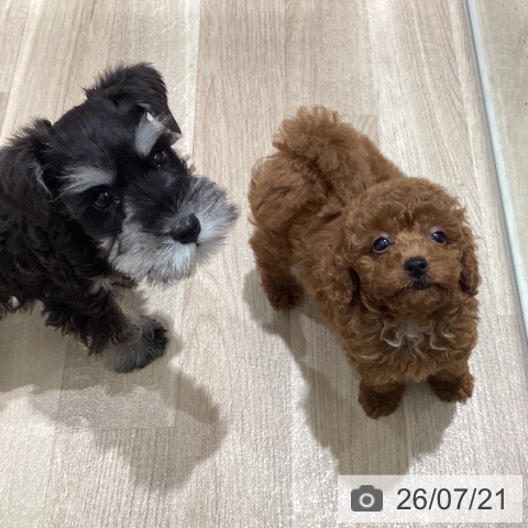 宮城県のトイプードル(トイ) (ペットプラス 仙台上杉店/2026年5月8日生まれ/男の子/レッド)の子犬の4枚目の画像