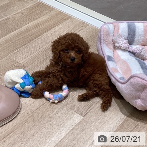 宮城県のトイプードル(トイ) (ペットプラス 仙台上杉店/2026年5月8日生まれ/男の子/レッド)の子犬の3枚目の画像