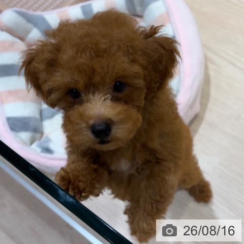 神奈川県のトイプードル(トイ) (ペットプラス 川崎ルフロン店/2026年5月8日生まれ/女の子/レッド)の子犬の3枚目の画像