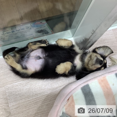 ミニチュア・ダックスフンドの写真