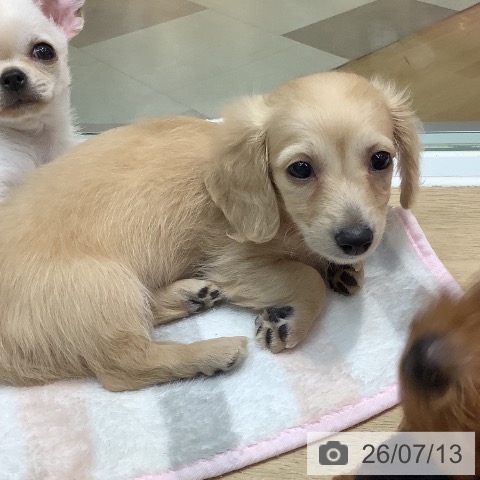 埼玉県のミニチュアダックスフンド(ロング) (ペットプラス ららぽーと新三郷店/2026年5月7日生まれ/女の子/イエロー)の子犬の4枚目の画像