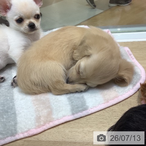 埼玉県のミニチュアダックスフンド(ロング) (ペットプラス ららぽーと新三郷店/2026年5月7日生まれ/女の子/イエロー)の子犬の3枚目の画像