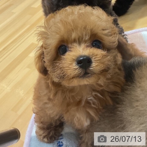 埼玉県のトイプードル(トイ) (ペットプラス 与野店/2026年5月8日生まれ/男の子/アプリコット)の子犬の3枚目の画像