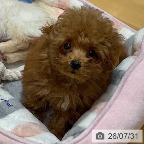 埼玉県のトイプードル(トイ) (ペットプラス 与野店/2026年5月8日生まれ/男の子/アプリコット)の子犬の3枚目の画像
