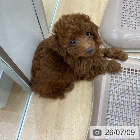 千葉県のトイプードル(トイ) (ペットプラス 成田店/2026年5月8日生まれ/女の子/レッド)の子犬の3枚目の画像
