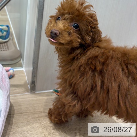 千葉県のトイプードル(トイ) (ペットプラス 木更津店/2026年5月8日生まれ/女の子/レッド)の子犬の3枚目の画像