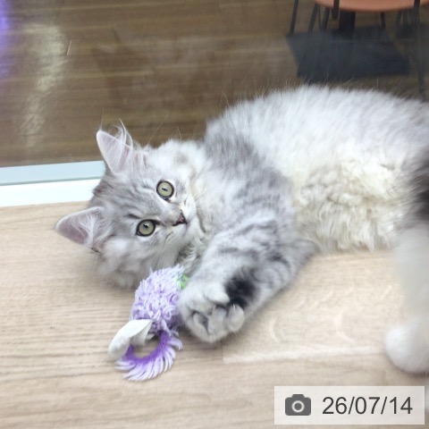 福島県のラガマフィン (ペットプラス 福島店/2026年4月23日生まれ/男の子/シルバータビー)の子猫の4枚目の画像
