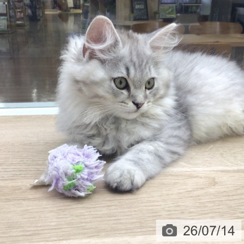 福島県のラガマフィン (ペットプラス 福島店/2026年4月23日生まれ/男の子/シルバータビー)の子猫の3枚目の画像