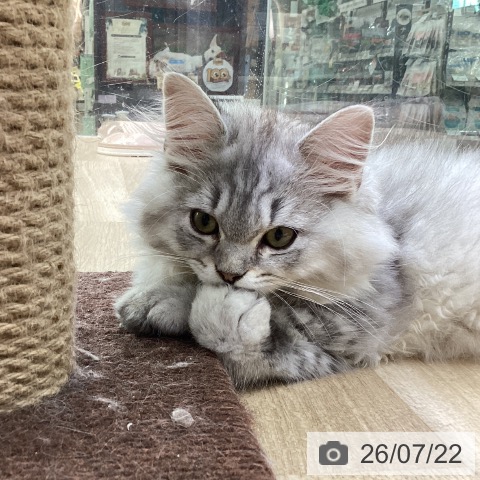福島県のラガマフィン (ペットプラス 福島店/2026年4月23日生まれ/男の子/シルバータビー)の子猫の3枚目の画像