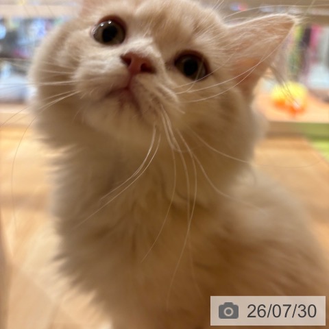 神奈川県のラガマフィン (ペットプラス 川崎ルフロン店/2026年4月30日生まれ/女の子/クリーム)の子猫の4枚目の画像