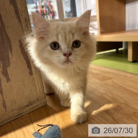 神奈川県のラガマフィン (ペットプラス 川崎ルフロン店/2026年4月30日生まれ/女の子/クリーム)の子猫の3枚目の画像