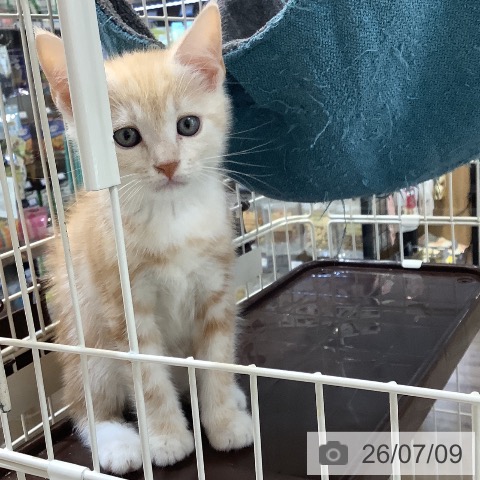マンチカンの写真