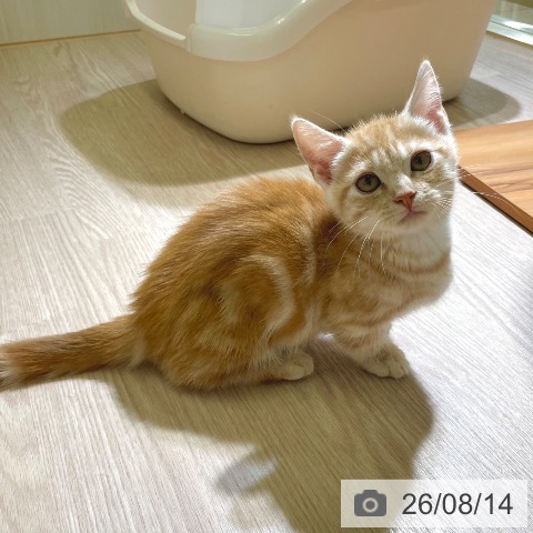 マンチカンの写真