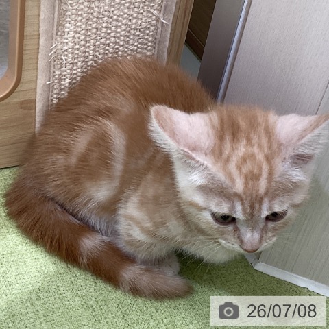 マンチカンの写真