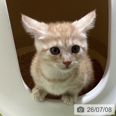 マンチカンの写真