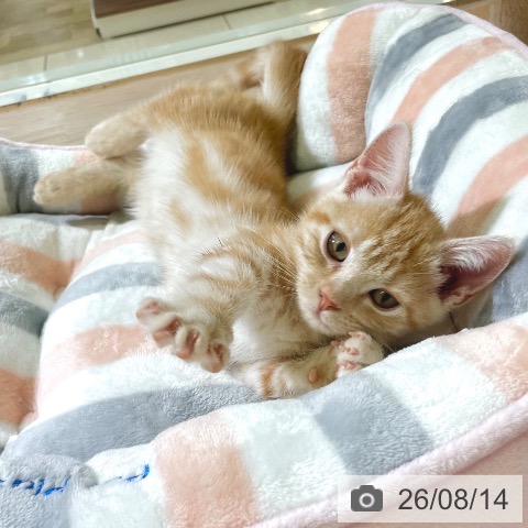 東京都のマンチカン (ペットプラス 板橋店/2026年5月1日生まれ/男の子/レッドタビー)の子猫の3枚目の画像