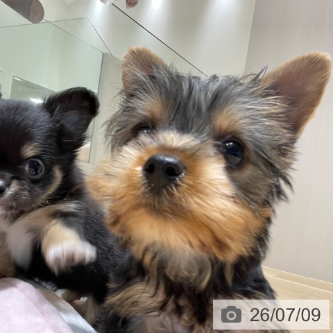 長野県のヨークシャーテリア (ペットプラス 須坂店/2026年5月8日生まれ/男の子/スチールブルータン)の子犬の3枚目の画像