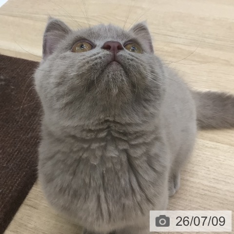 ブリティッシュショートヘアの写真