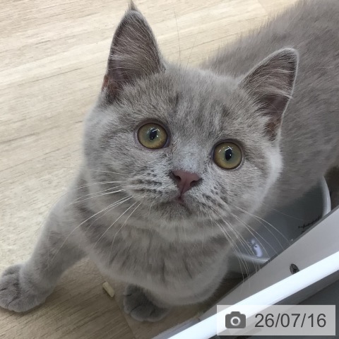 福島県のブリティッシュショートヘアー (ペットプラス 福島店/2026年4月6日生まれ/男の子/ライラック)の子猫の4枚目の画像