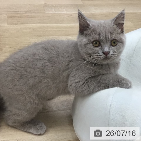 福島県のブリティッシュショートヘアー (ペットプラス 福島店/2026年4月6日生まれ/男の子/ライラック)の子猫の3枚目の画像