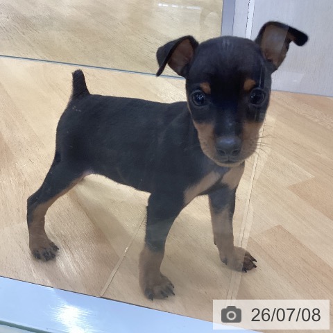 ミニチュア・ピンシャーの写真