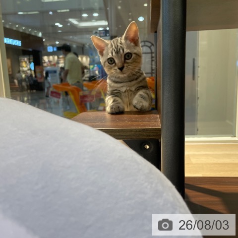 東京都のアメリカンショートヘアー (ペットプラス 東久留米店/2026年4月28日生まれ/男の子/シルバータビー)の子猫の4枚目の画像