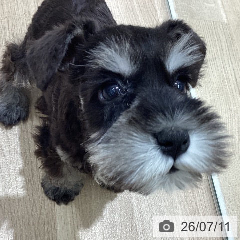 宮城県のミニチュアシュナウザー (ペットプラス 仙台上杉店/2026年5月8日生まれ/男の子/ブラックシルバー)の子犬の4枚目の画像