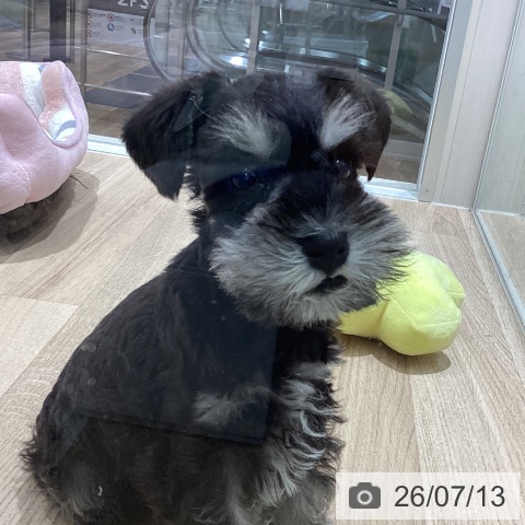 宮城県のミニチュアシュナウザー (ペットプラス 仙台上杉店/2026年5月8日生まれ/男の子/ブラックシルバー)の子犬の3枚目の画像