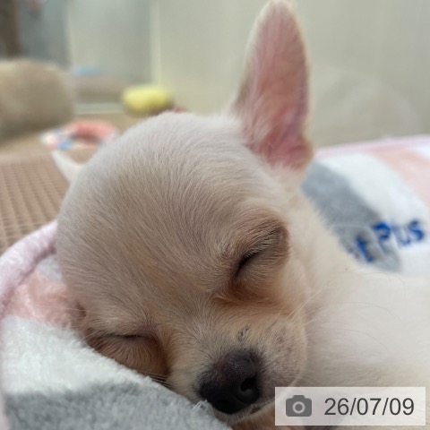 チワワの写真