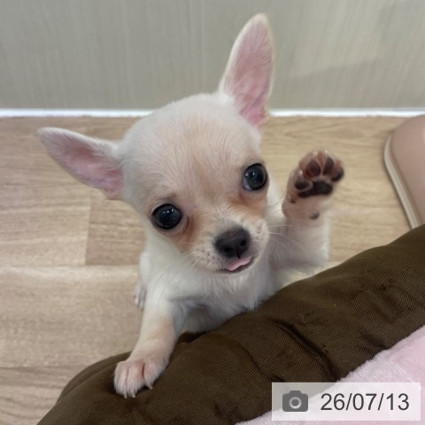 チワワの写真
